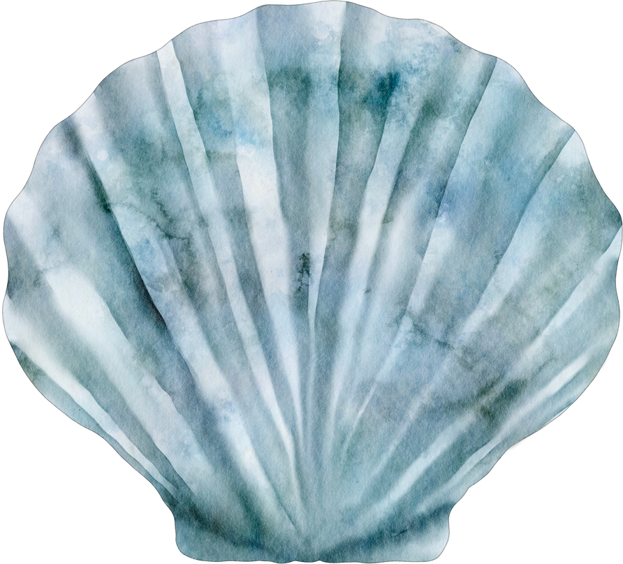 watercolor shell